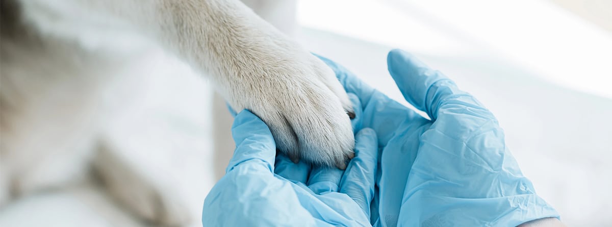 Perro dando la pata a su veterinario.