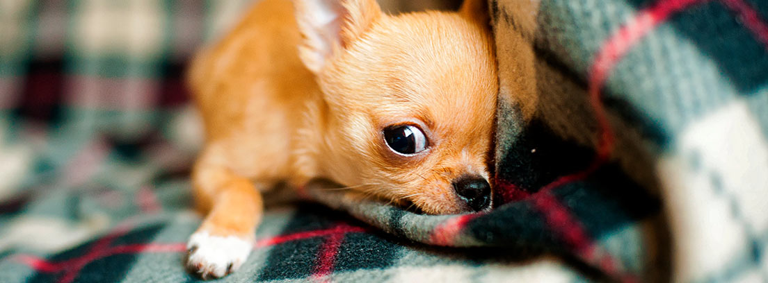 Un cachorro de chihuahua tumbado sobre una manta