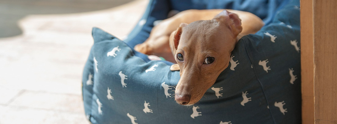 Perro tumbado en una cama para mascotas