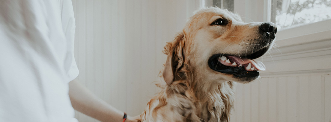 Perro dentro de bañera sujeto por manos de persona.